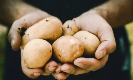 potato-protein-4