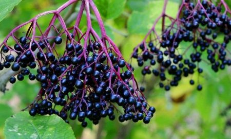 elderberry-4
