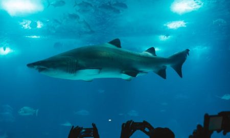 10 Facts About Sharks