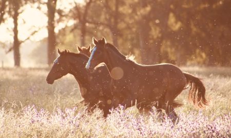 Surprising fun facts about horses.